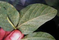 Photo of earliest stages of soybean rust