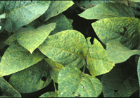 Photo of soybean rust damage on soybean leaves