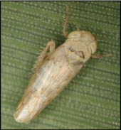 Photo of beet leafhopper