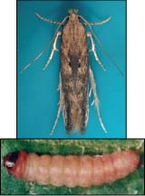 Photo of tubermoth female and potato tuberworm