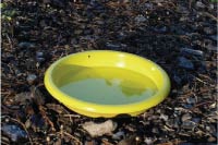 Photo of yellow pan used to collect aphids
