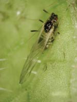 Photo of green peach aphid